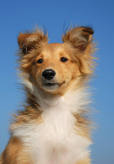 chiot shetland