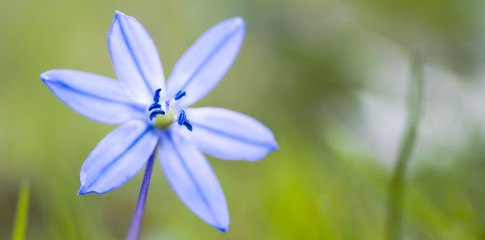 Fototapeta premium Aprilblume