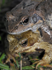 frog