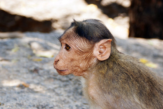 petit singe