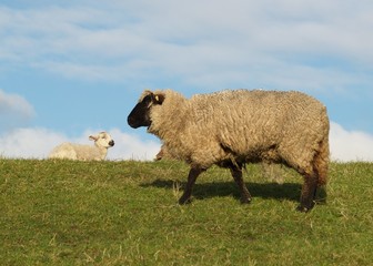 Schaf mit Lamm auf Deich