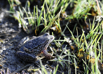 frog