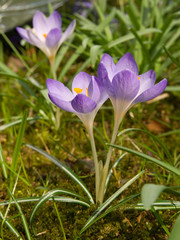 Crocus