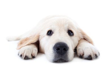 Young golden retriever lying with stretched paws