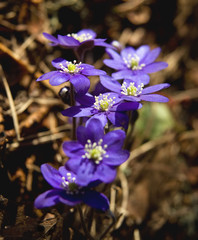 Anemone Hepatica