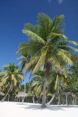 Fototapeta na wymiar Tropical White Sands, Coconut Beach Palmy