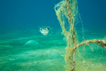 pufferfish and ocean © stephan kerkhofs