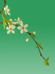 Plum Tree in Blossom