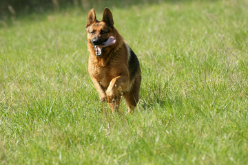 berger allemand en pleine course