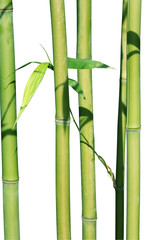 bambou2