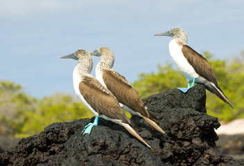 blue-footed boobies