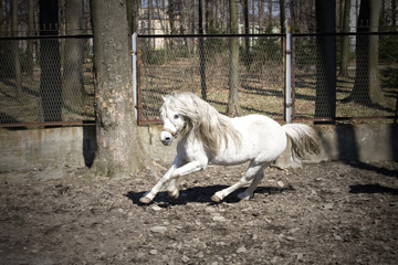 Obraz na płótnie Canvas white pony running 2