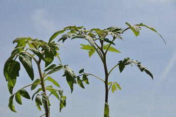 planta de tomate