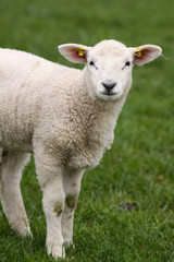Naklejka premium Cute little lamb looking at you