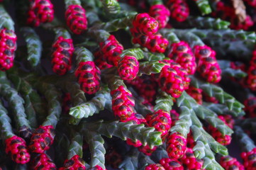 Rote Zypressenblüten