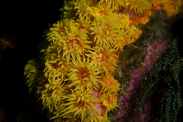 Blumenartige Meeresbewohner