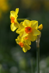 Obraz premium few small yellow daffodils