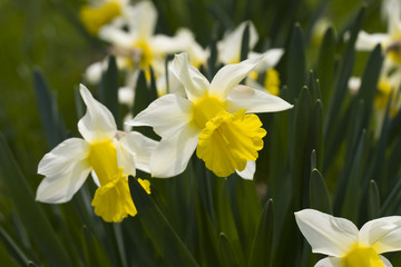bouquet de jonquilles