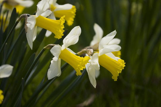 de belles fleurs jaune