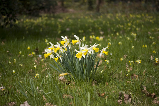 jonquilles