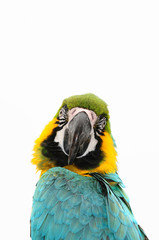 ara © Natallia Vintsik