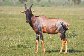 Topi Antelope in Grumeti Reserves