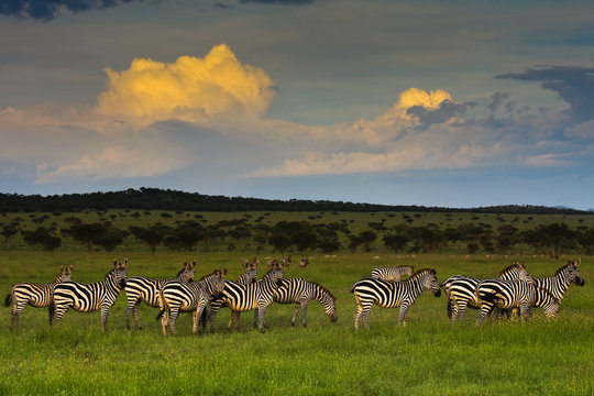 Fototapeta Zebra Herd at Sunset