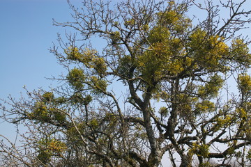old bare trees in field