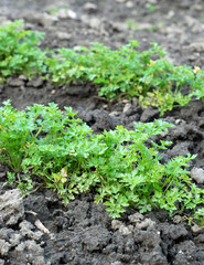 Parsley