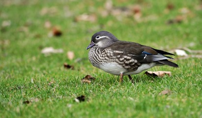 Mandarinente Weibchen