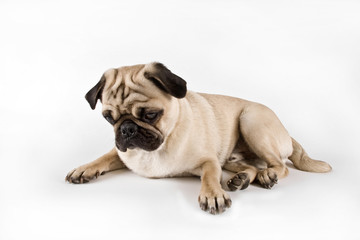 Obraz premium pug