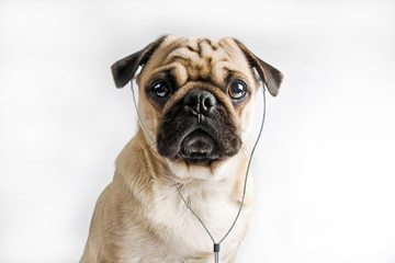 Obraz premium dog listening to music