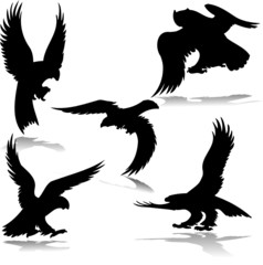 eagles illustartion vector silhouettes