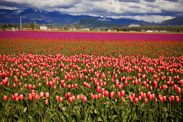 Fototapeta na wymiar Colorful tulips