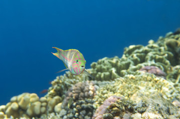 Fototapeta na wymiar Beautiful striped tropical fish.