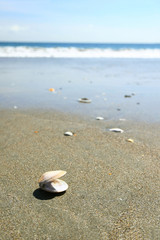 Fototapeta na wymiar Shell on beach