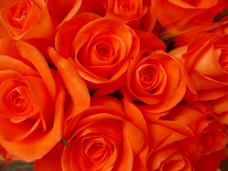 Roses orange foncé
