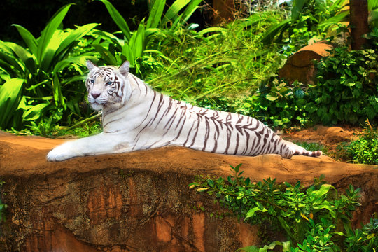 White tiger