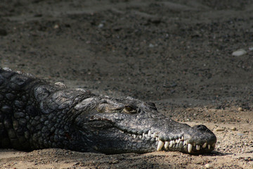 Krokodil