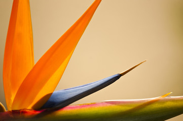 Abstract Bird of Paradise