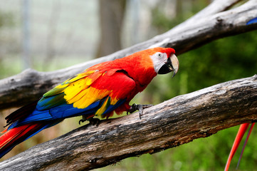 ara © Natallia Vintsik