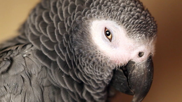 tired African Grey Parrot