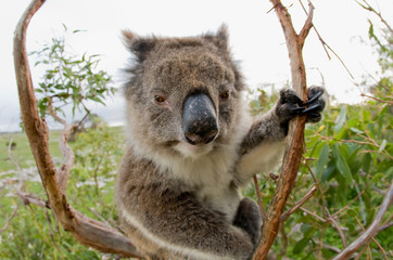 Koala in a gum tree Australia