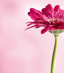 Spring Blossom. Gerber daisy with water droplets on the petals.