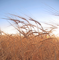 Fototapeta premium Wheat