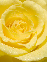 Yellow rose