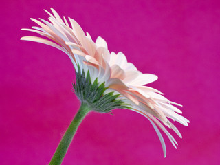 gerber daisy on pink background