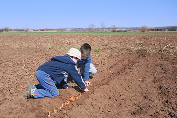 Boys sowing onion