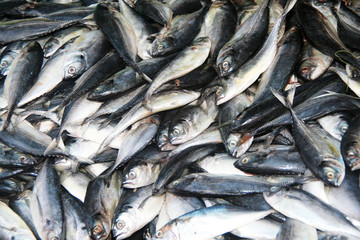 Obraz premium fish
