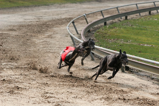 sprinting greyhounds